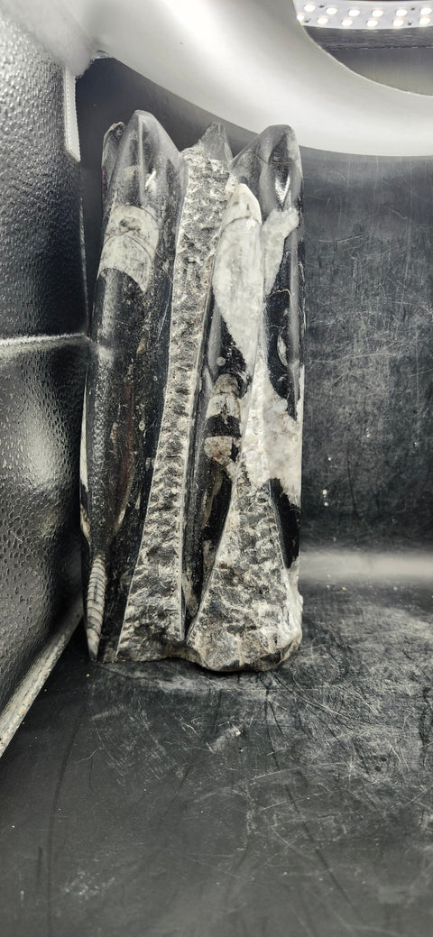 Xl 7 orthoceras limestone statue! 4.9 pounds, 8.5 inches tall 3.3" wide