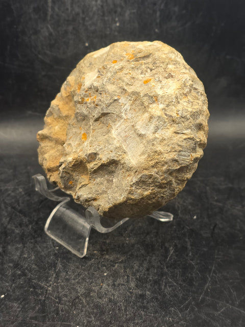 Medium nautilis ammonite fossil! 1 pound, 3.8 inches wide, 3.2" tall