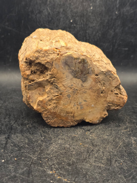 Petrified wood trunk! 15.6 ounces, 3.4 inches by 2.5 inches