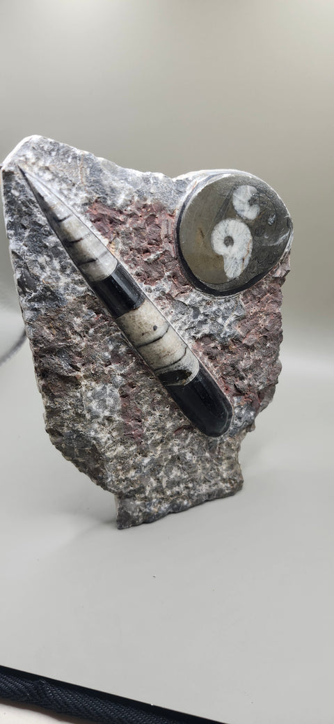 Orthoceras goinitite ammonite limestone statue! 1.7 pounds, 6.5 inches