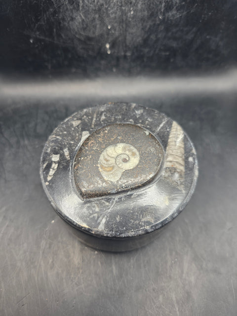 Large round fossil box! 3.5 inches wide, 13.8 ounces!