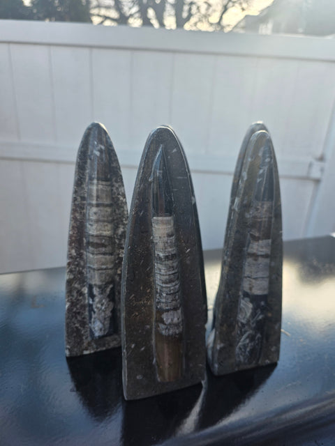 Single orthoceras nautiloids statue! 14 ounces, 8 inches tall