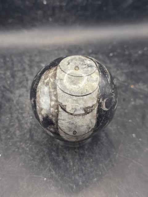 Orthoceras nautiloids sphere! 10 ounces 58.6mm, 2.3 inches wide