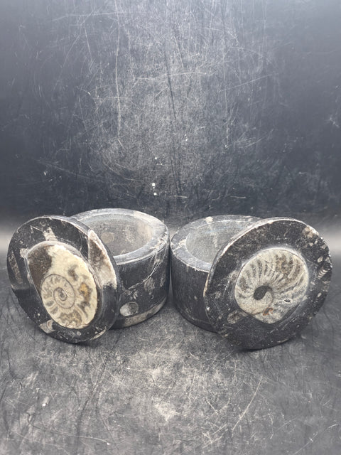 Medium round fossil box! 2.5 inches, 8.3 ounces!