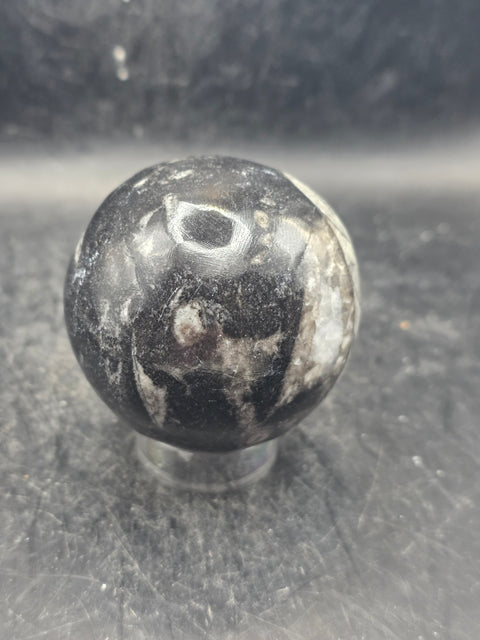 Orthoceras nautiloids sphere! 10 ounces 58.6mm, 2.3 inches wide