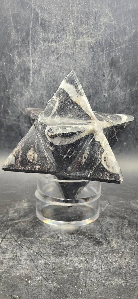 Orthoceras calcite fossil markaba, 10 ounces, 2.2 inches!