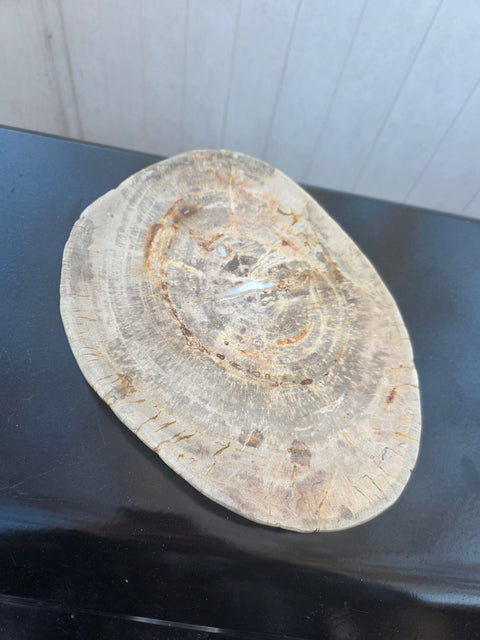 Large petrified wood plate! 11 inches long, 8 inches wide, 2.12 pounds!