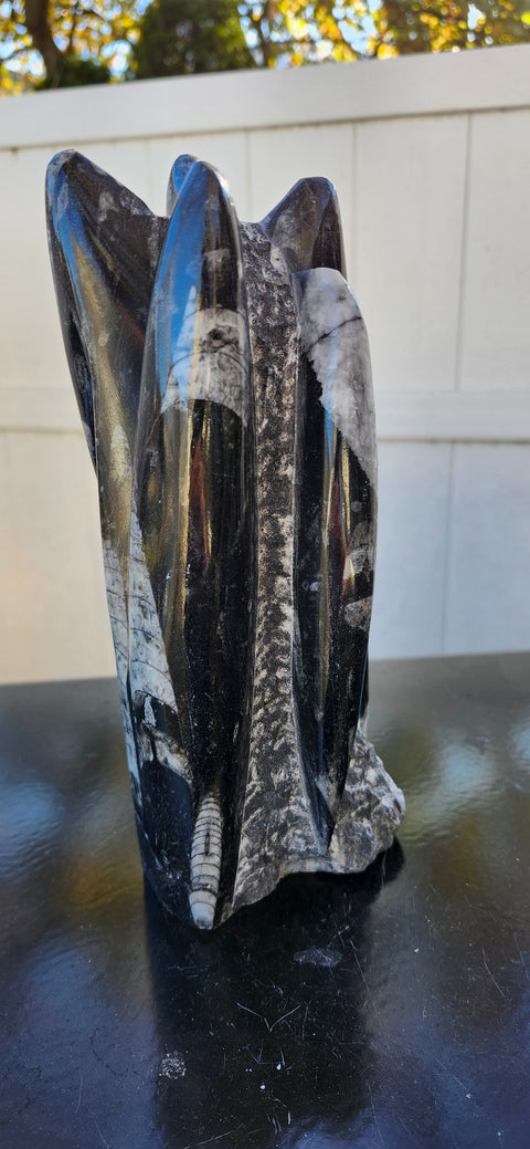 Xl 7 orthoceras limestone statue! 4.9 pounds, 8.5 inches tall 3.3" wide