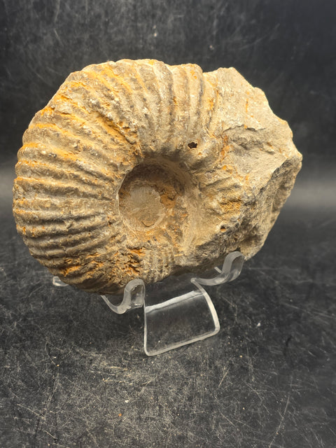 Medium nautilis ammonite fossil! 13 ounces, 3.7 inches wide, 3.2" tall