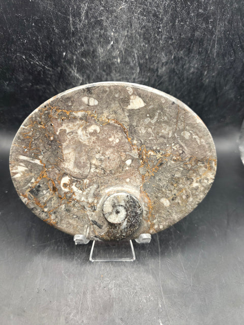 Oval orthoceras ammonite fossil dish! 5.9 ounces, 4.7 inches wide
