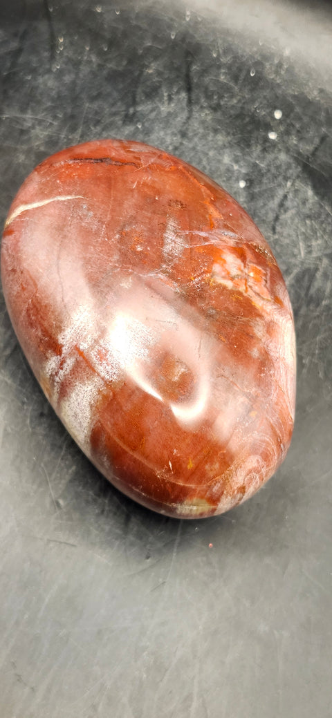 Large Petrified wood palm stone! 10 ounces, 3.3 inches long, 2.2 wide