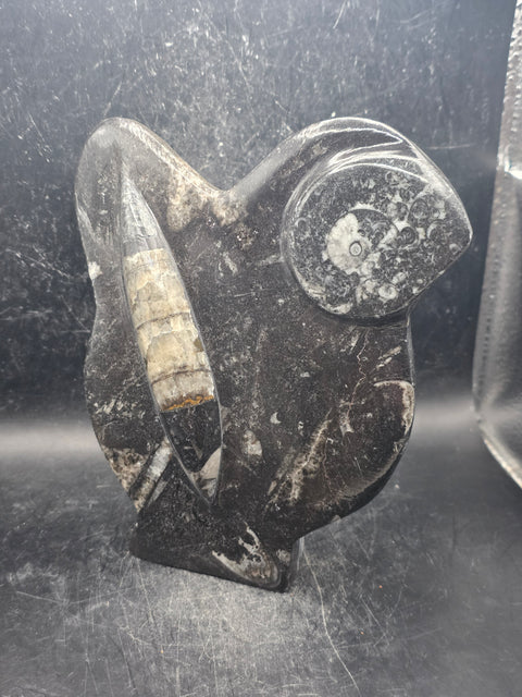 Orthoceras ammonite statue! 1.5 pounds, 6.2 inches tall, 5.2" wide