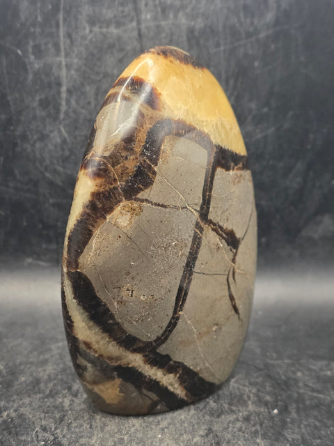 Septarian stone free form! 1.2 pounds, 4.3 inches tall, 3" wide!