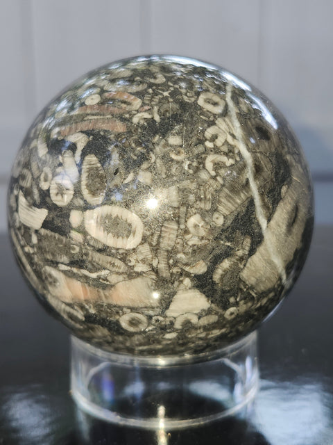 Crinoid fossil sphere! 68mm, 2.69 inches, 1 pound