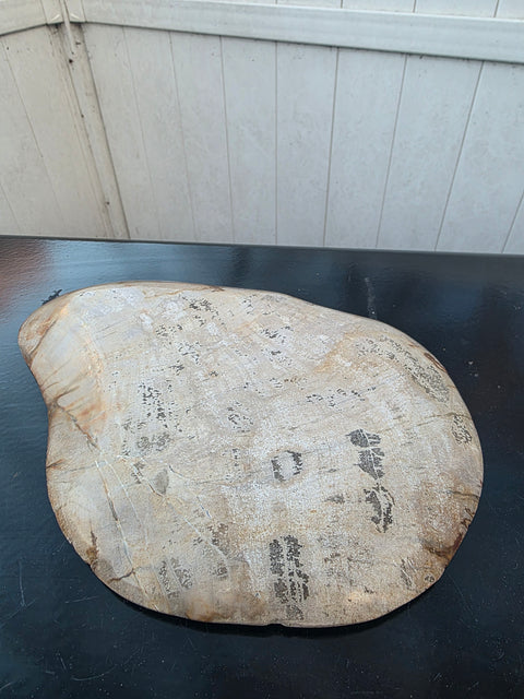 Small petrified wood plate! 9.5 inches by 7 inches, 1.5 pounds!