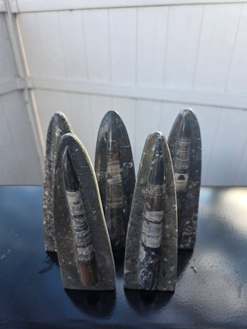 Single orthoceras nautiloids statue! 14 ounces, 8 inches tall