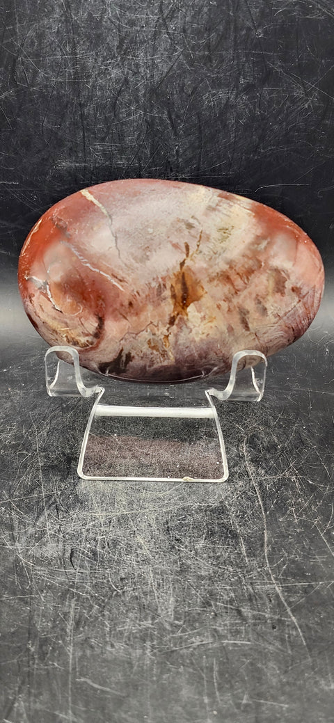 Large Petrified wood palm stone! 10 ounces, 3.3 inches long, 2.2 wide