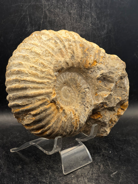 Large nautilis ammonite fossil! 2.8 pounds, 5.2 inches wide, 4.8" tall