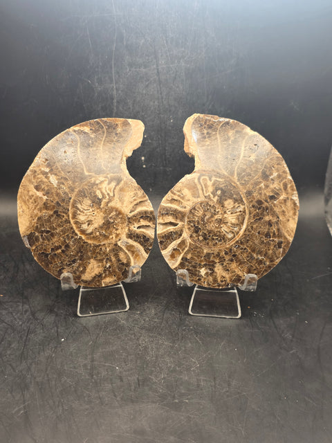 Ammonite pair/ slices! 9.2 ounces, 3.9" by 3" inches
