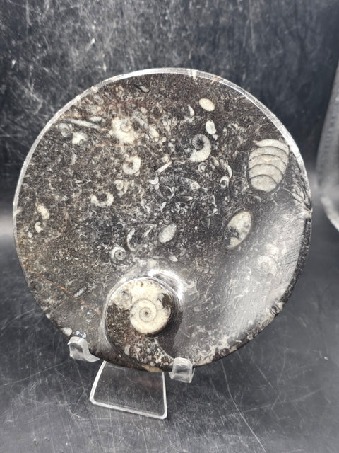 Round orthoceras ammonite fossil dish! 4.2 inches wide, 7 ounces