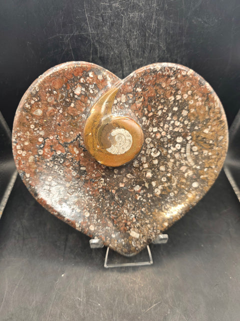Ammonite fossil heart plate! 6 inches wide, 5.5 inches tall!