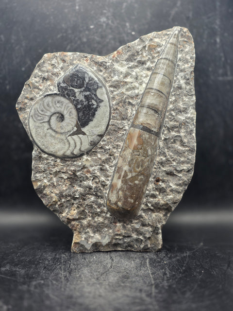 Orthoceras ammonite limestone statue! 1.13 pounds, 6.7 inches tall