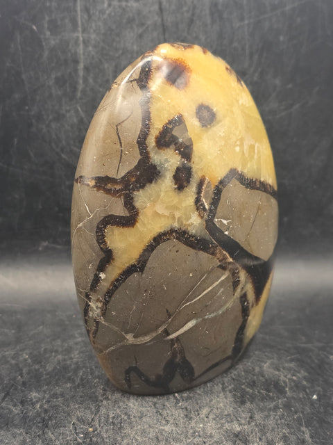 Septarian stone free form! 1.1 pounds, 4 inches tall, 3" wide