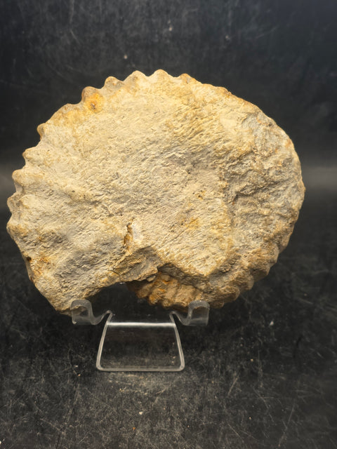 Medium nautilis ammonite fossil! 11 ounces, 3.8 inches wide, 3.2" tall