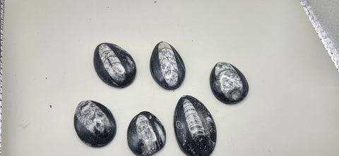 Small orthoceras nautiloids cabochon 1.5 to 3 inches