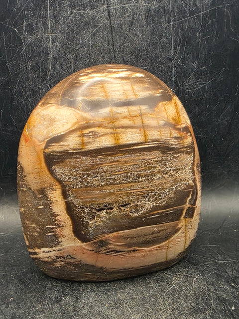 Petrified wood free form! 1.7 pounds, 3.6 inches tall, 3.3" wide!