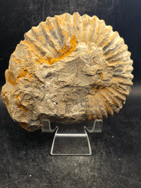 Large nautilis ammonite fossil! 2.8 pounds, 5.2 inches wide, 4.8" tall