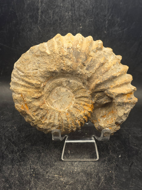 Medium nautilis ammonite fossil! 11 ounces, 3.8 inches wide, 3.2" tall