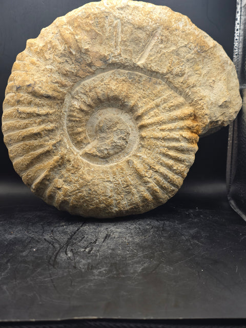 XL Nautilus ammonite!! 6.10 pounds, 9 inches by 8 inches