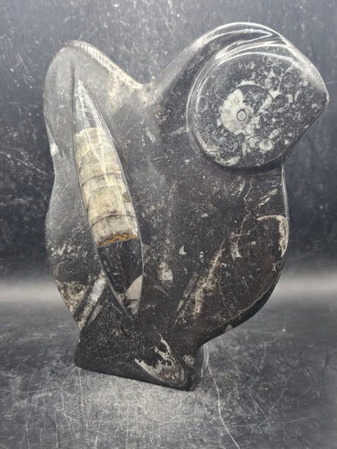 Orthoceras ammonite statue! 1.5 pounds, 6.2 inches tall, 5.2" wide