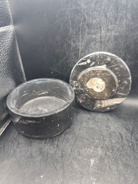 Large round fossil box! 3.5 inches wide, 13.8 ounces!