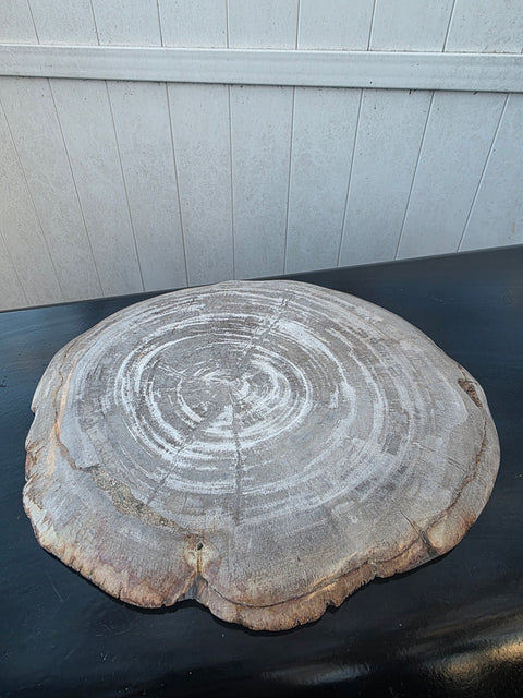 Large petrified wood plate! 11 inches by 10.5 inches, 3.7 pounds!