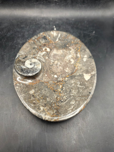 Oval orthoceras ammonite fossil dish! 5.9 ounces, 4.7 inches wide