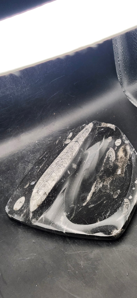 Single orthoceras bowl! 14 ounces, 6 inches tall, 5 wide