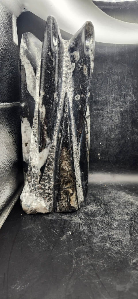 Xl 7 orthoceras limestone statue! 4.9 pounds, 8.5 inches tall 3.3" wide