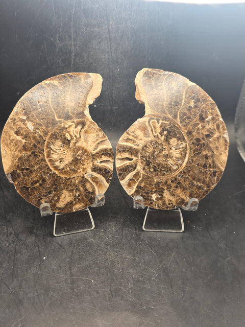 Ammonite pair/ slices! 9.2 ounces, 3.9" by 3" inches