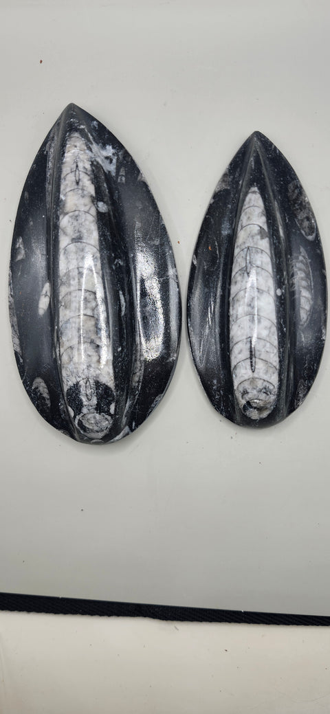 Single orthoceras nautiloids large! 6 ounces 5 inches