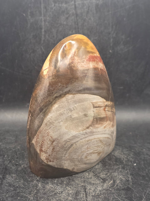 Petrified wood free form! 1.5 pounds, 3.7 inches tall, 3.3" wide!