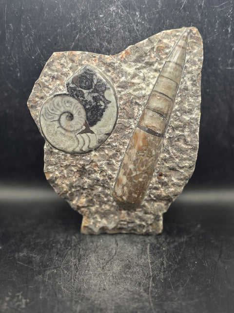 Orthoceras ammonite limestone statue! 1.13 pounds, 6.7 inches tall