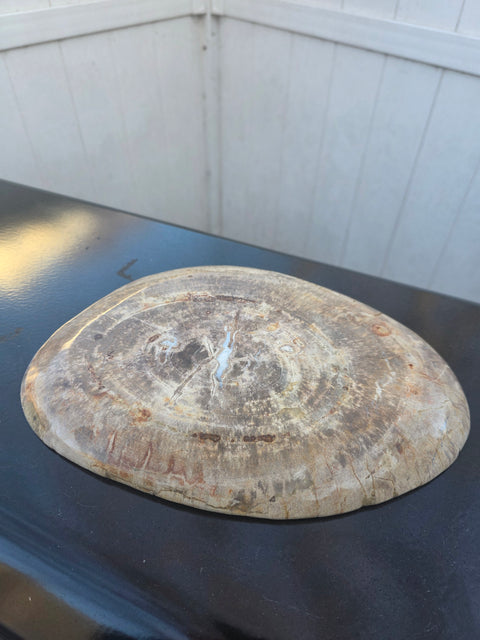 Large petrified wood plate! 11 inches long, 8 inches wide, 2.12 pounds!
