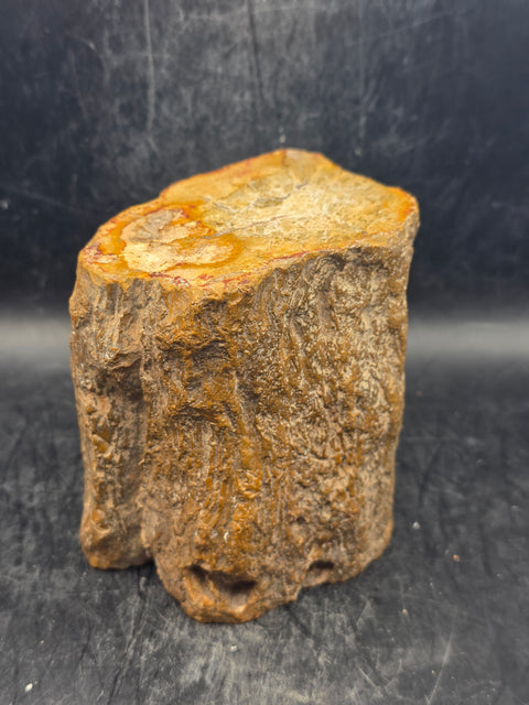 Petrified wood trunk! 1.15 pounds, 3.3 inches tall 3.3 inches wide