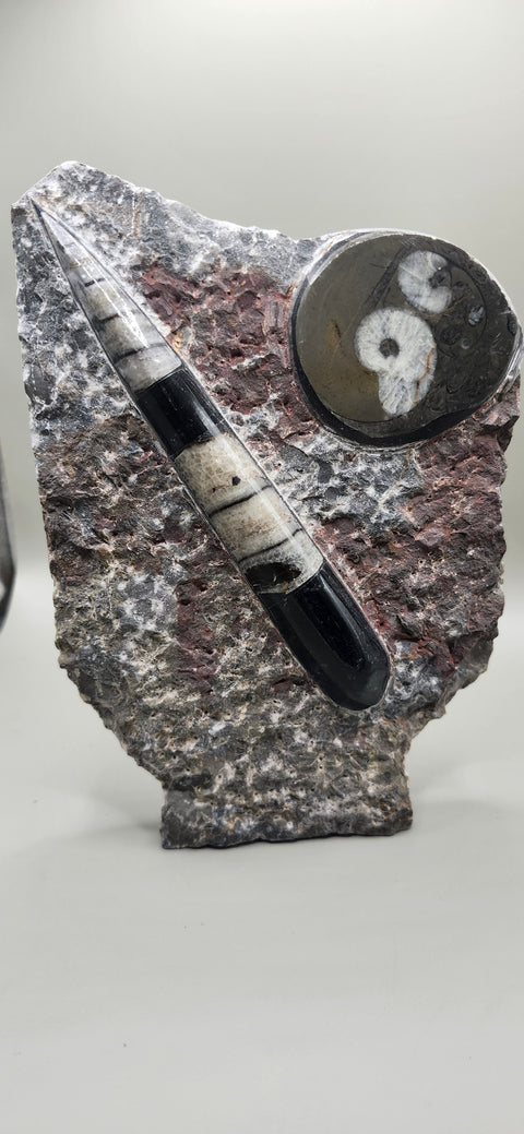Orthoceras goinitite ammonite limestone statue! 1.7 pounds, 6.5 inches