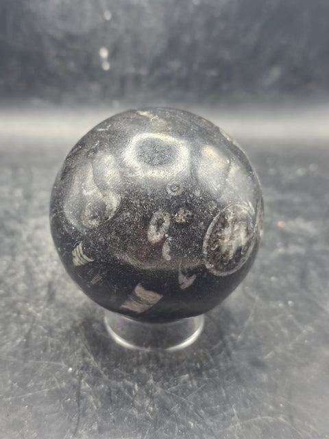 Orthoceras nautiloids sphere! 12 ounces 62.4mm, 2.4 inches wide