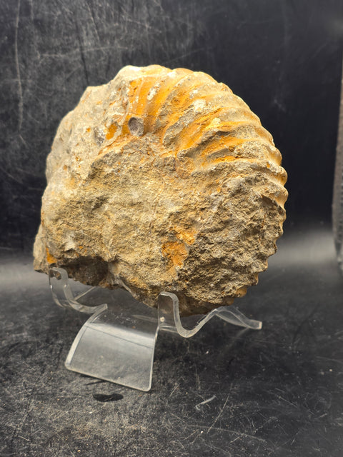 Large nautilis ammonite fossil! 1.9 pounds, 4.5 inches wide, 3.8" tall