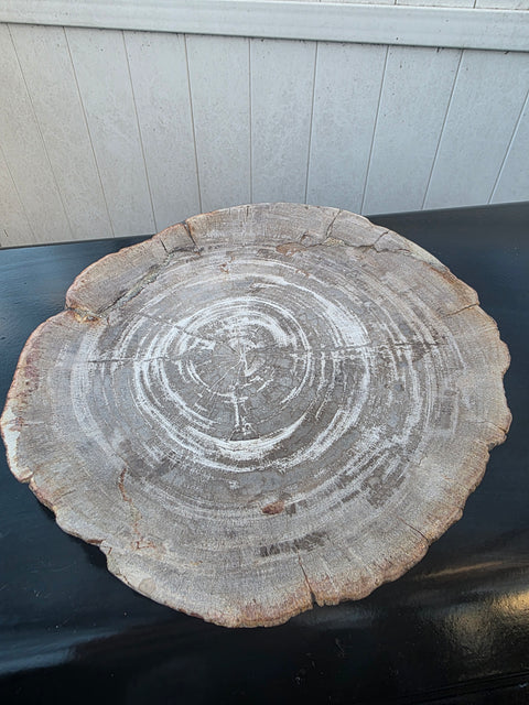 Large petrified wood plate! 11 inches by 10.5 inches, 3.7 pounds!