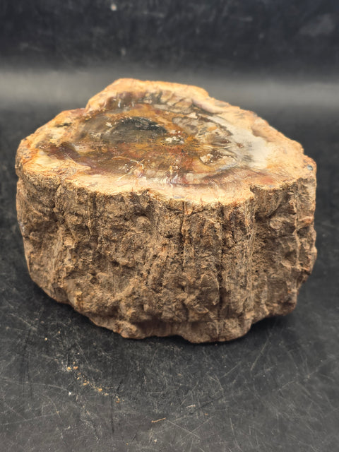 Petrified wood trunk! 15.6 ounces, 3.4 inches by 2.5 inches